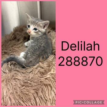 DELILAH -  Domestic Short Hair Cat for Adoption in Macon, Georgia - DELILAH | PetCurious