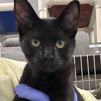 Tajin -  Domestic Short Hair Cat for Adoption in Salt Lake City, Utah - Tajin | PetCurious