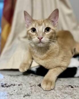 Domestic Short Hair Cats Available for Adoption - Caramela | PetCurious