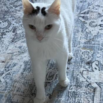 Dolla -  Domestic Short Hair Cat for Adoption - Dolla | PetCurious