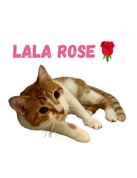 LaLa Rose -  Domestic Short Hair Cat for Adoption in Telford, Pennsylvania - LaLa Rose | PetCurious