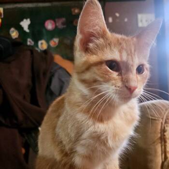 Nacho -  Domestic Short Hair Cat for Adoption in Green Bay, Wisconsin - Nacho | PetCurious