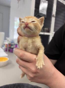 Curl -  Domestic Short Hair Cat for Adoption in Youngtown, Arizona - Curl | PetCurious
