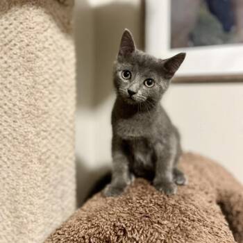 Fern -  Domestic Short Hair Cat for Adoption in Des Moines, Iowa - Fern | PetCurious