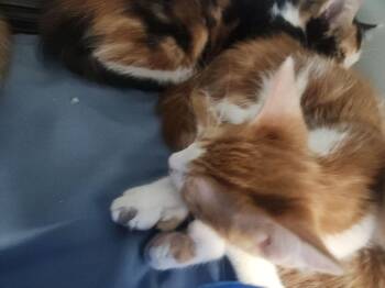 Kermit -  Domestic Short Hair Cat for Adoption in Kingman, Arizona - Kermit | PetCurious
