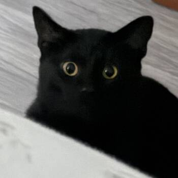 IronBall -  American Shorthair Cat for Adoption in Lynchburg, Virginia - IronBall | PetCurious