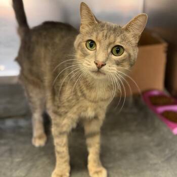 Josiah -  Domestic Short Hair Cat for Adoption in Columbus, Ohio - Josiah | PetCurious