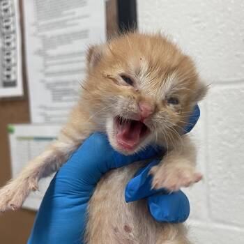 Xavier X1 -  Domestic Short Hair Cat Available for Adoption in Edinburg, Texas - Xavier X1 | PetCurious