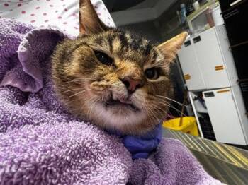 Posey -  Domestic Short Hair Cat for Adoption in Hobart, Indiana - Posey | PetCurious