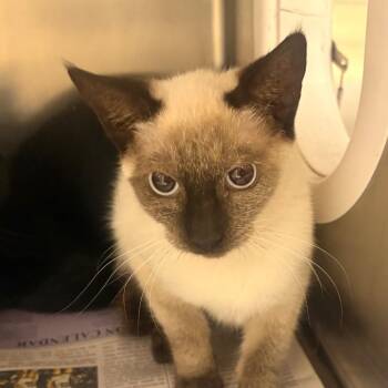 Armpit -  Domestic Short Hair Cat for Adoption in Winston-salem, North Carolina - Armpit | PetCurious