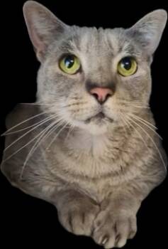 Rescue Domestic Short Hair Cats for Adoption in Seneca, South Carolina - Leonard FIV+ Fee Waived To Be Adopted With Sheldon | PetCurious