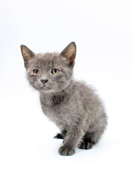 Domestic Medium Hair and Domestic Short Hair Cats Available for Adoption in Morton Grove, Illinois - Monty | PetCurious
