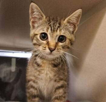 Princess Pepperjack -  Domestic Short Hair Cat for Adoption in Oakland, California - Princess Pepperjack | PetCurious