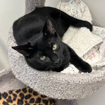 Rescue Domestic Short Hair Cats for Adoption in Anchorage, Alaska - Marcel, Momma Lyra, Marie & Hercules | PetCurious