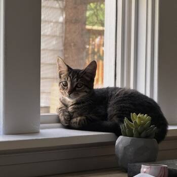 Rescue Domestic Short Hair Cats for Adoption in Walker, Michigan - Spicy Peanut-Foster | PetCurious