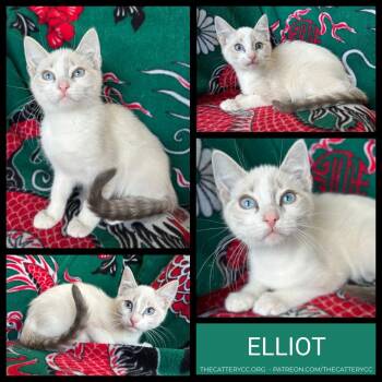 Elliot -  Siamese Cat for Adoption in Corpus Christi, Texas - Elliot | PetCurious
