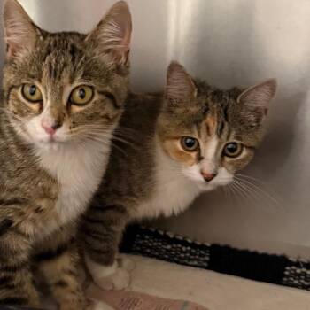 Dusty -  Domestic Short Hair Cat for Adoption in Cedaredge, Colorado - Dusty | PetCurious
