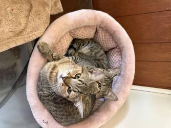 Rescue Domestic Short Hair Cats for Adoption in Pleasant Valley, New York - Freda Mira | PetCurious