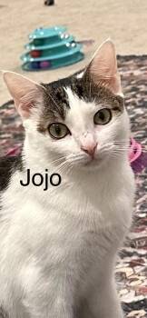 Jojo -  Domestic Short Hair Cat for Adoption in Ruther Glen, Virginia - Jojo | PetCurious