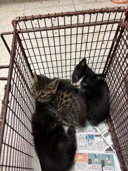 Domestic Short Hair Cats Available for Adoption in Sorrento, Louisiana - 26-0524C | PetCurious