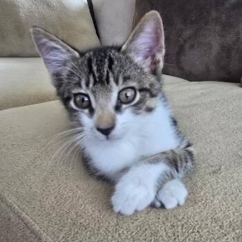Snoop -  Domestic Short Hair Cat for Adoption in Folsom, Louisiana - Snoop | PetCurious