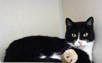 ALEX -  Domestic Short Hair Cat for Adoption in Loveland, Colorado - ALEX | PetCurious