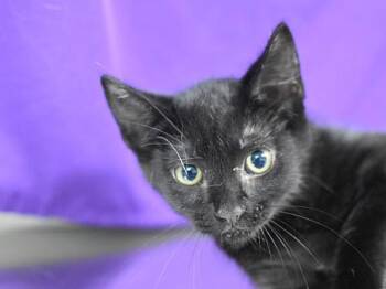 Root -  Domestic Short Hair Cat for Adoption in Portland, Oregon - Root | PetCurious