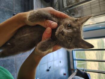 Rescue Domestic Short Hair Cats for Adoption in Shelby County, Texas - Dori | PetCurious