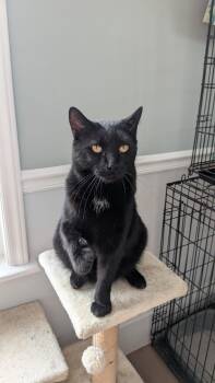 Bombay Cats Available for Adoption - Carl | PetCurious