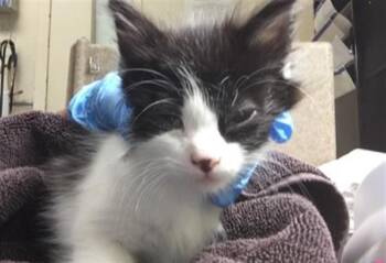 EMILIA -  Domestic Short Hair Cat for Adoption in Riverside, California - EMILIA | PetCurious