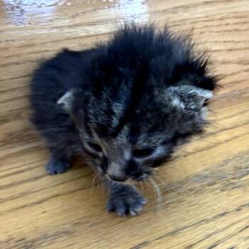 Domestic Short Hair Cats Available for Adoption in Muncie, Indiana - Ben | PetCurious