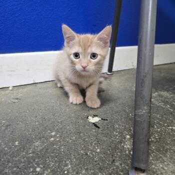 Domestic Short Hair Cats Available for Adoption in Los Angeles, California - Ginger | PetCurious