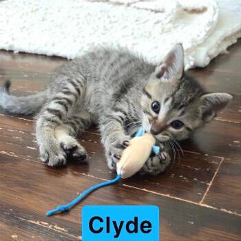 Clyde 2 -  Domestic Short Hair Cat for Adoption in Cumming, Georgia - Clyde 2 | PetCurious