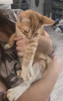 Domestic Short Hair Cats Available for Adoption - Rene | PetCurious