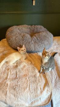Truvy and Applejack -  Domestic Short Hair Cat for Adoption in Seattle, Washington - Truvy And Applejack | PetCurious