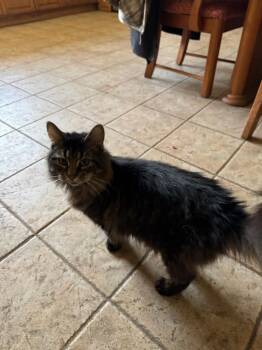 Salem -  Domestic Long Hair Cat Available for Adoption in Liberty, New York - Salem | PetCurious