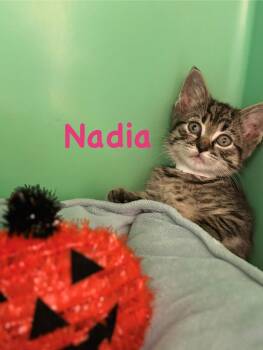 Rescue Tabby Cats for Adoption in Crescent City, California - Nadia | PetCurious
