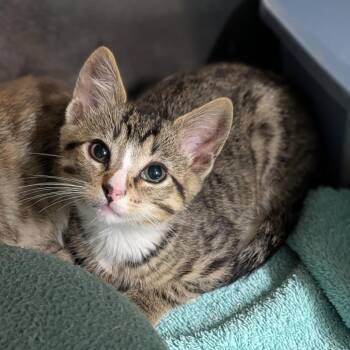 Ken -  Domestic Short Hair Cat for Adoption in Cape Girardeau, Missouri - Ken | PetCurious