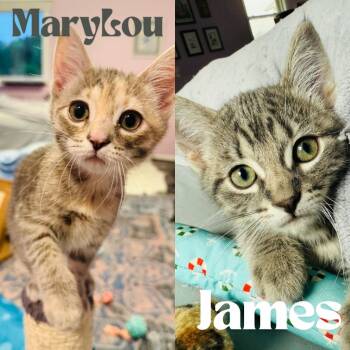 Rescue Domestic Short Hair Cats for Adoption in Minneapolis, Minnesota - Mary Lou / James | PetCurious
