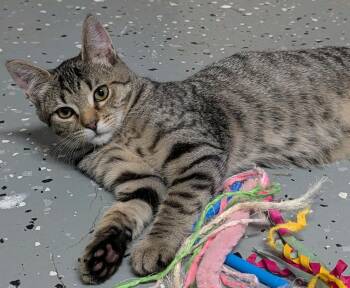 Kip -  Domestic Short Hair Cat for Adoption in Johnson City, Tennessee - Kip | PetCurious
