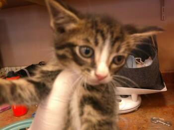 Domestic Short Hair Cats Available for Adoption in Ocala, Florida - A380976 | PetCurious