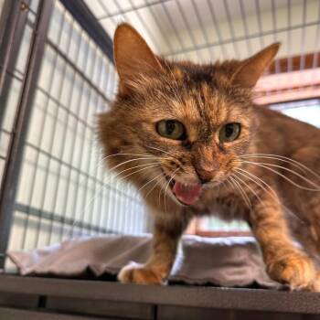 Honey -  Domestic Long Hair Cat for Adoption in Greensburg, Pennsylvania - Honey | PetCurious