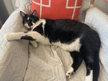 Domestic Short Hair Cats Available for Adoption in Palmetto, Florida - BUTTER BEAN | PetCurious