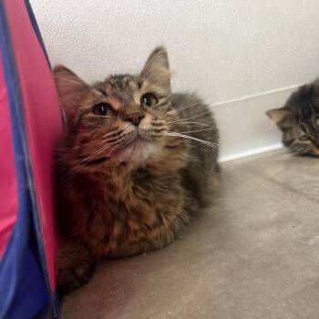 Domestic Long Hair Cats Available for Adoption - Sushi | PetCurious