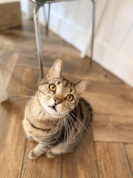 Domestic Short Hair Cats Available for Adoption in Dayton, Ohio - P-Nut | PetCurious