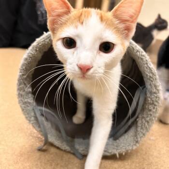 Ruffnut -  Domestic Short Hair Cat for Adoption in Myerstown, Pennsylvania - Ruffnut | PetCurious