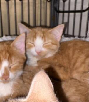 Rescue Domestic Short Hair Cats for Adoption in White Bluff, Tennessee - Angel | PetCurious