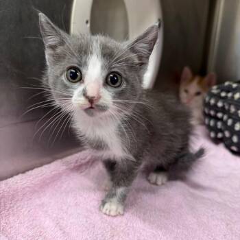 Pandora -  Domestic Short Hair Cat for Adoption in Starkville, Mississippi - Pandora | PetCurious