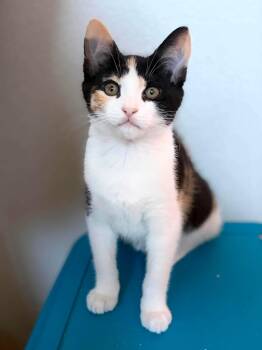 Ziti -  Domestic Short Hair Cat for Adoption in Diamond Springs, California - Ziti | PetCurious