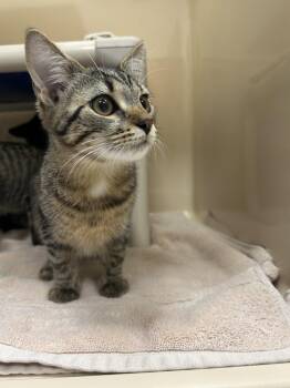Sun Ray -  Domestic Short Hair Cat for Adoption in Lancaster, Pennsylvania - Sun Ray | PetCurious
